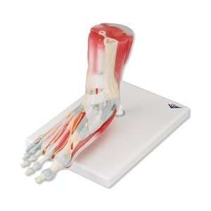    Foot Skeleton with Ligaments and Muscles: Health & Personal Care