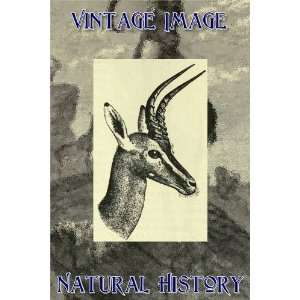   Vintage Natural History Image Head of Clarkes Antelope: Home & Kitchen