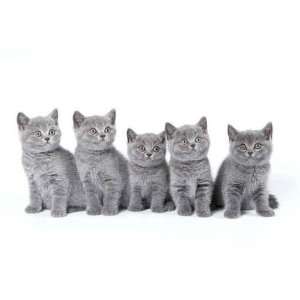  British Shorthair Kittens Sitting on a White Background in 