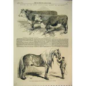  1857 Salisbury Hereford Cattle Bull Agricultural Horse 