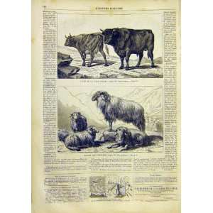   Cattle Beef Bonheur Pyrenees Goats French Print 1859