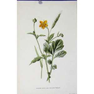  Common Avens Meadow Barley Wild Flower Antique Print: Home 