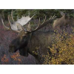  Alaskan Moose Alces Alces; Denali, Alaska Photographic 
