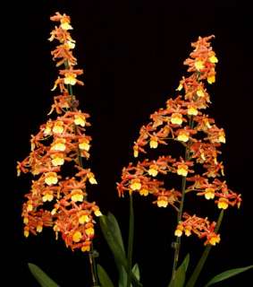 ODCDM SUNNY DAZE ~HILO BAY~ ONCIDIUM Orchid Plant  