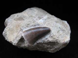 Fossil Mosasaur Tooth in Matrix, 35mm long   Morocco  