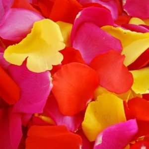   FRESH Rose Petals Tricolor Yellow Red Hot Pink: Patio, Lawn & Garden