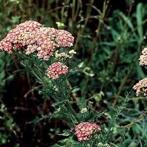  YARROW PAPRIKA / 1 gallon Potted Patio, Lawn & Garden