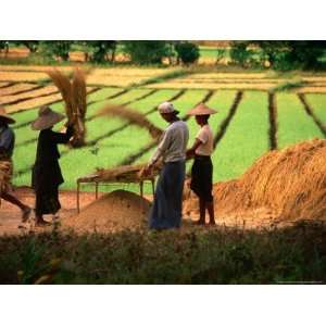 Workers Tending to Rice Harvest, Shan State, Myanmar (Burma) Lonely 