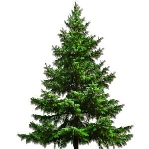  fraser fir christmas tree (new orleans area only)