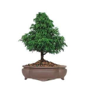 Dwarf Cryptomeria Bonsai Grocery & Gourmet Food