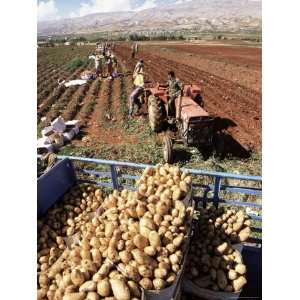  Potato Harvest, Bekaa Valley, Lebanon, Middle East Premium 