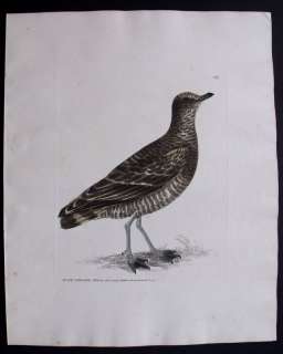 1795 HANDCOLORED ENGRAVING ON FINE WHATMAN PAPER BLACK EYED GULL.