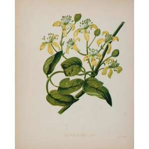 com 1898 ORIGINAL Botanical Print Clematis Travelers Joy   Original 