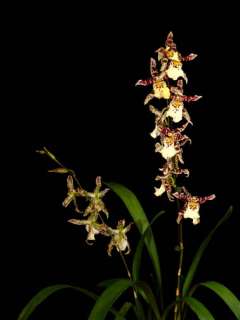 Aliceara Lunatic Fringe Ikes Yikes Bloom Size Orchid Plant Shipped 