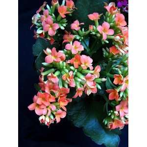   New Kelly Kalanchoe Plant   4 Pot   Easy to Grow Patio, Lawn