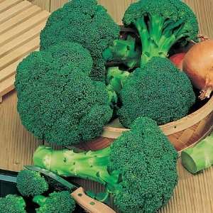  Broccoli, Calabrese Green Sprouting Patio, Lawn & Garden