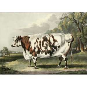  Everingham Cow, The Etching Davis, William Henry Harris 