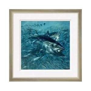  Bluefin Tuna Devouring Mackerel Framed Giclee Print