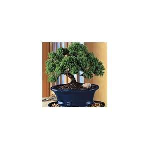  Juniper Bonsai in Blue Cachepot Plant Gift: Patio, Lawn 