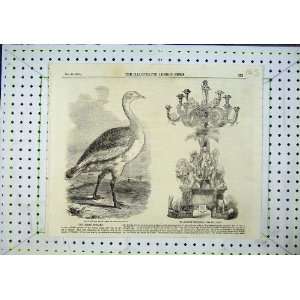  Male Great Bustard Hungerford Lawrence Testimonial 1856 