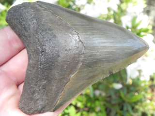 Megalodon shark tooth teeth fossil 100 % REAL DEAL   
