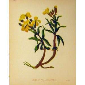  Common Wallflower Plant C1880 Colour Botanical Print: Home 