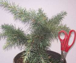   Glacier Blue Evergreen Tree (Cedrus) Fast Growing for Privacy  