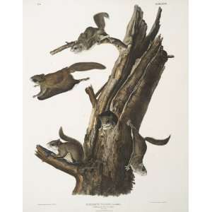   John James Audubon   24 x 30 inches   Pteromys volu Home & Kitchen