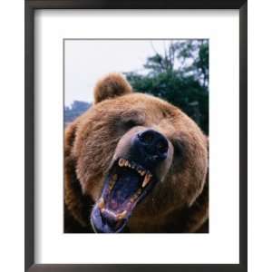 Grizzly Bear (Ursus Arctos), Denali National Park & Preserve, Alaska 