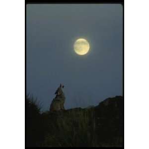  12X16 inch 1 of Top 100 Predators Animal Canvas Art Coyote 