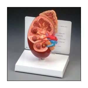 Anatomical Chart Company   Basic Kidney Model  Industrial 
