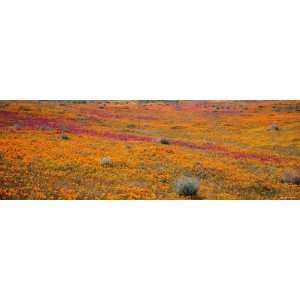 Blossoms in Antelope Valley, Poppy Reserve, Mojave Desert, California 