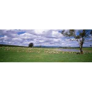  Sheep Grazing, New South Wales, United Kingdom, Australia 