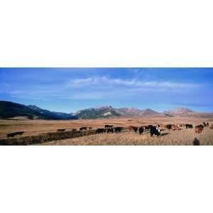  Herd of Cattle Grazing in a Field, Steamboat Mountain 