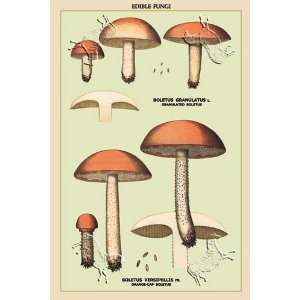  Edible Fungi Boletus by unknown. Size 17.75 X 26.50 Art 