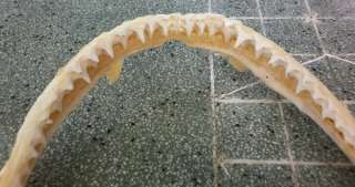 GREAT SHARK JAW FOSSIL jaws Teeth Tooth taxidermy strange HC18  