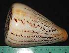 100 mm HUGE & HEAVY UNKNOW Conus Cone Sea Shell Seashell ##6