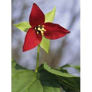  A Trillium Flower Blooming in the Great Smoky Mountains 