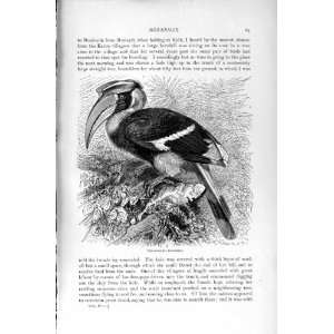   NATURAL HISTORY 1895 TWO HORNED HORNBILL BIRDS PRINT