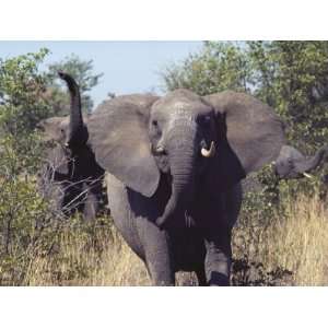African Elephants Charging Towards the Photographer Premium 