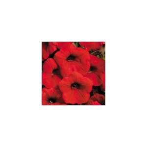  Petunia Shock Wave® Red Seeds Patio, Lawn & Garden