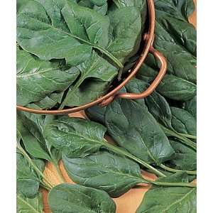  Spinach, Babys Leaf Hybrid 1 Pkt. (300 seeds) Patio 