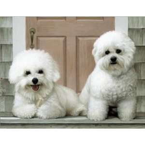  Bichon Frises on Porch Notecards: Everything Else