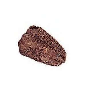  Trilobite Fossil Archeology 2 3 Inch Specimen w Info Card 
