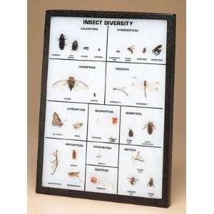 Insect Diversity Display Mount;Insect Diversity, Rike Mount  