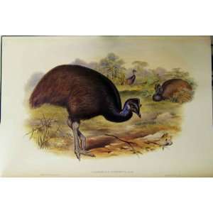    Gould Australia 1869 Facsimile Bennets Cassowary 2