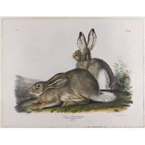   James Audubon   24 x 18 inches   Townsends Rocky Mountain Hare: Home