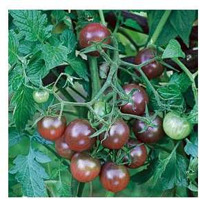  Organic Black Cherry Tomato Seeds Patio, Lawn & Garden