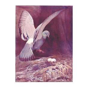  Coloured Bird Drawing Rock Dove Austen