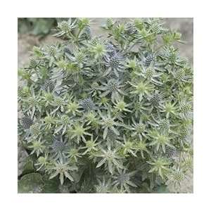  Sea Holly   Blue Hobbit Perennial Flower Patio, Lawn 